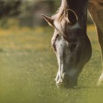 2 Jeffco Projects Awarded Funding to Enhance Equine Welfare